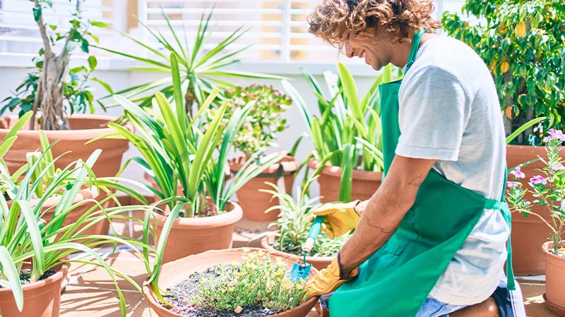 Come curare le piante in estate